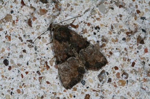 Réf. 47 305 : Mesoligia furuncula