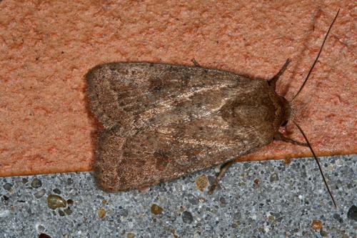 Réf. 47 334 : Hoplodrina octogenaria