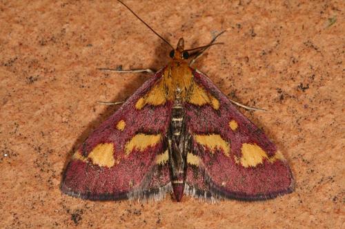 Réf. 47 686 : Pyrausta purpuralis