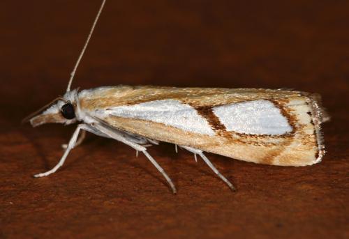 Réf. 47 688 : Catoptria pinella
