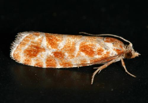 Rhyacionia pinicolana