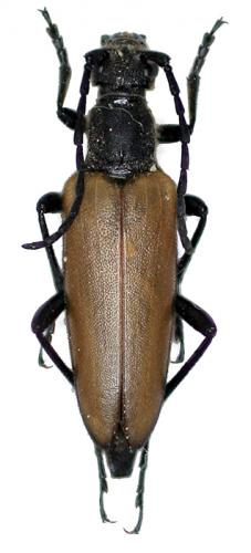 Réf. 47 725 : Lepturalia nigripes