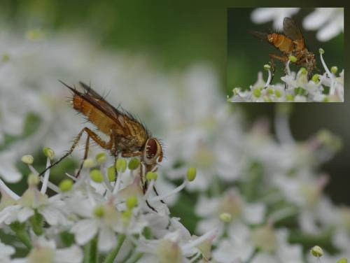 Réf. 47 666 : Leskia aurea