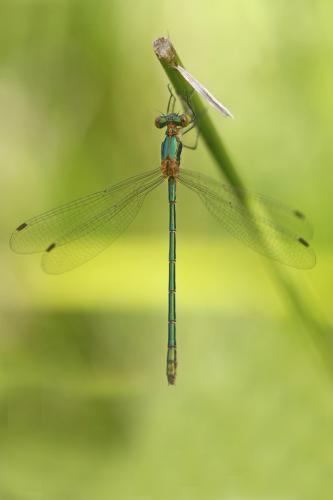 Lestes sponsa