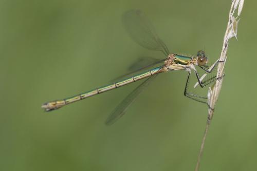 Réf. 47 788 : Lestes sponsa