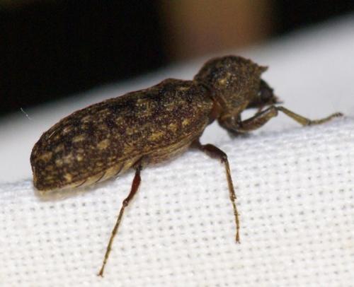 Lichenophanes varius