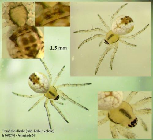 Mangora acalypha