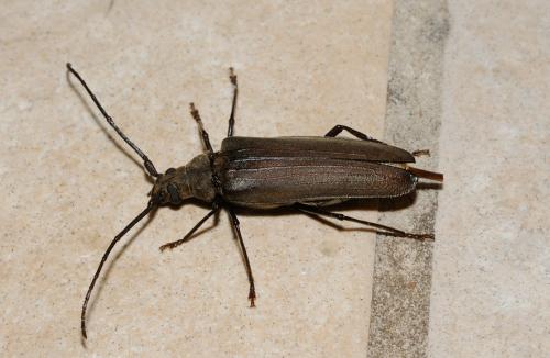 Aegosoma scabricorne