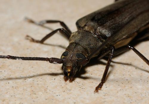 Réf. 47 246 : Aegosoma scabricorne