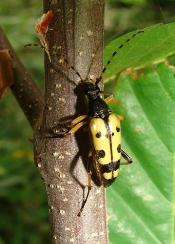 Réf. 47 116 : Rutpela maculata