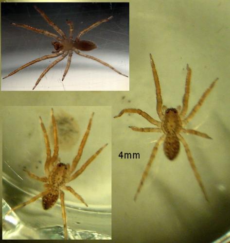 Réf. 47 054 : Zoropsis sp.