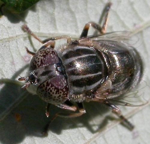 Réf. 47 830 : Eristalinus aeneus
