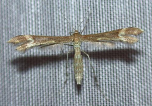 Réf. 47 118 : Marasmarcha lunaedactyla