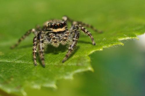 Marpissa muscosa