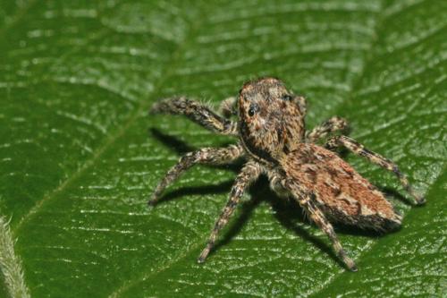 Marpissa muscosa
