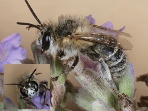 Anthophora pubescens