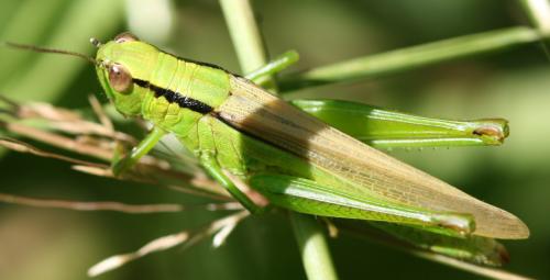 Réf. 47 826 : Mecostethus parapleurus parapleurus