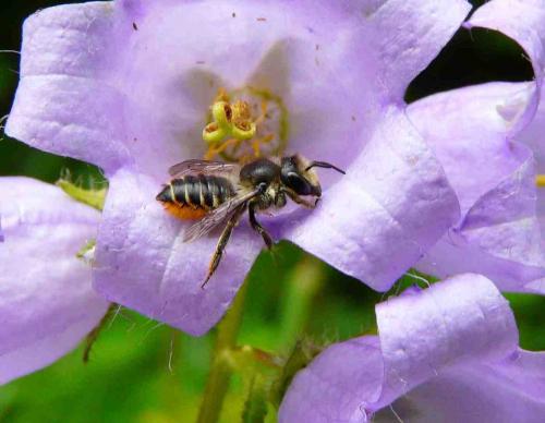 Megachile sp.