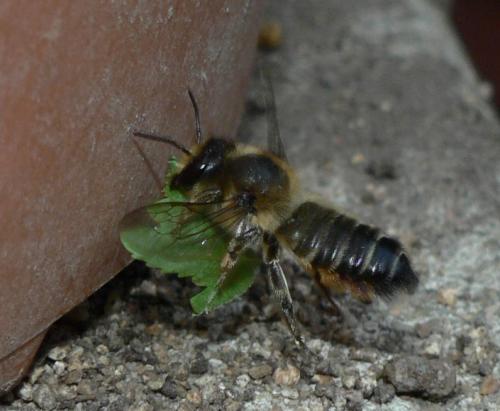 Megachile willughbiella