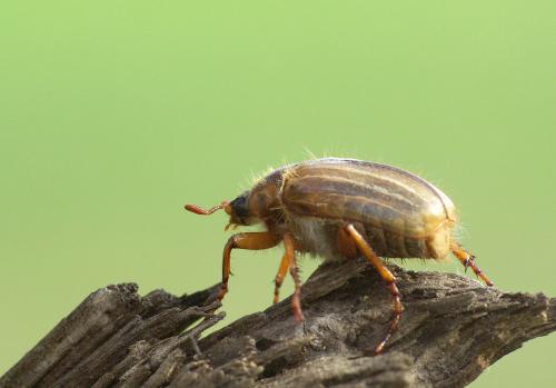 Amphimallon solstitiale