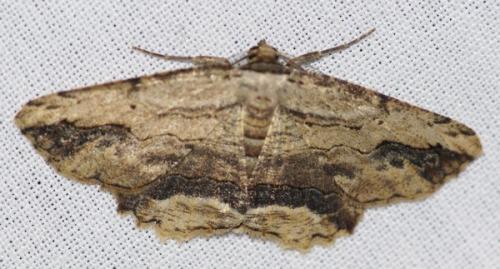 Menophra abruptaria