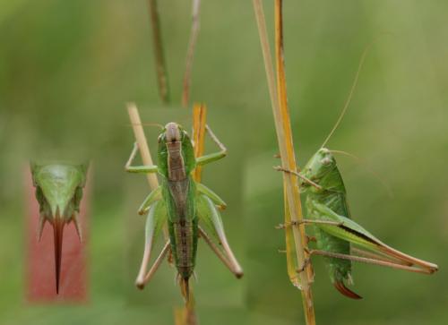 Bicolorana bicolor