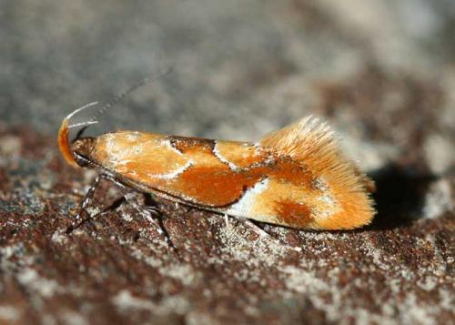 Réf. 47 947 : Epicallima formosella