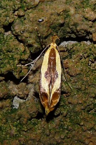 Harpella forficella