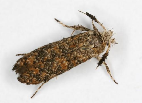 Ochsenheimeria taurella