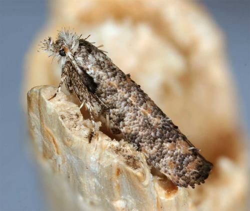 Ochsenheimeria taurella