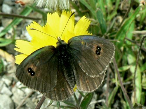 Réf. 47 359 : Erebia sp.