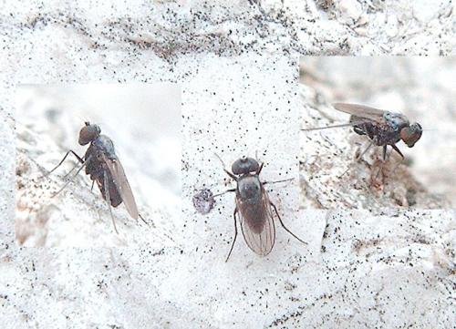Medetera sp.