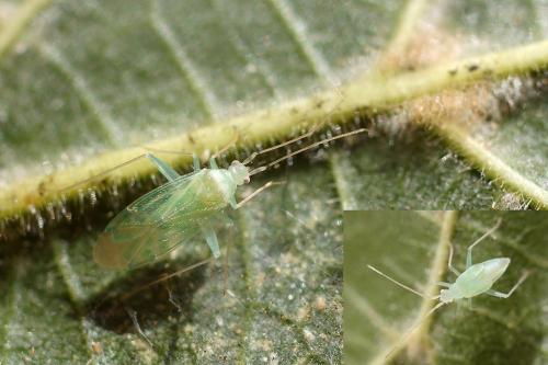 Malacocoris chlorizans