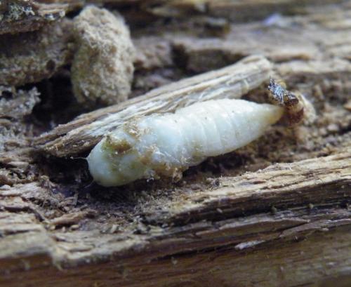 Lacon lepidopterus
