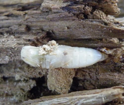 Lacon lepidopterus
