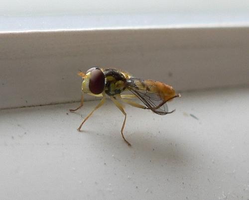 Sphaerophoria rueppelli
