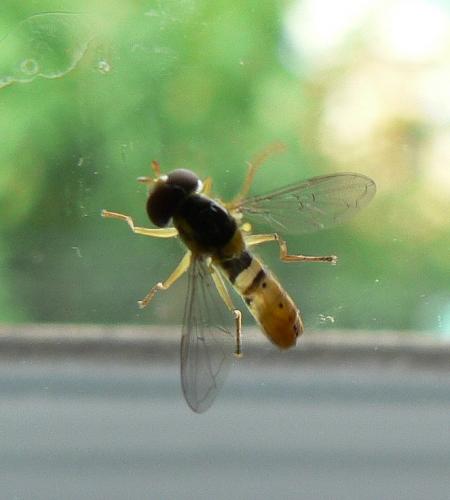 Sphaerophoria rueppelli