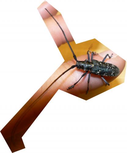 Monochamus sutor