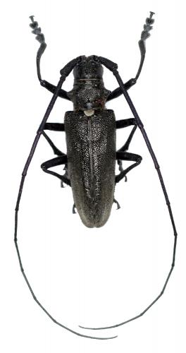 Monochamus rosenmuelleri