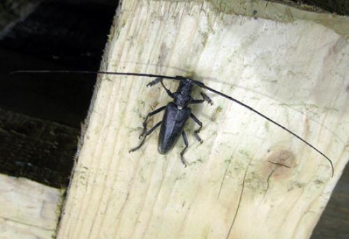 Monochamus rosenmuelleri