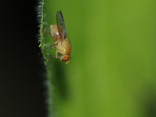 Homoneura sp.