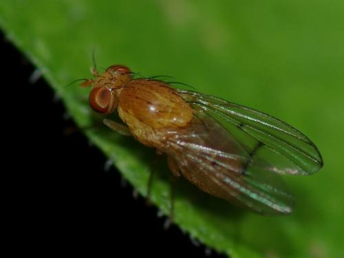 Homoneura sp.