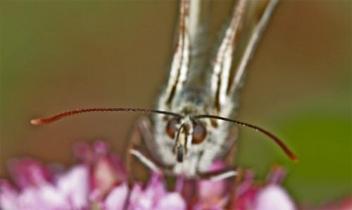 Melanargia galathea