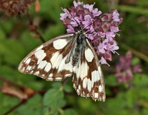 Melanargia galathea