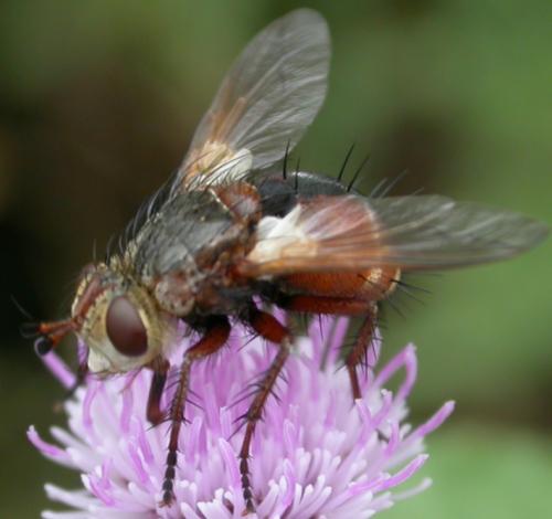 Réf. 47 831 : Tachina sp.