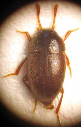 Nargus anisotomoides