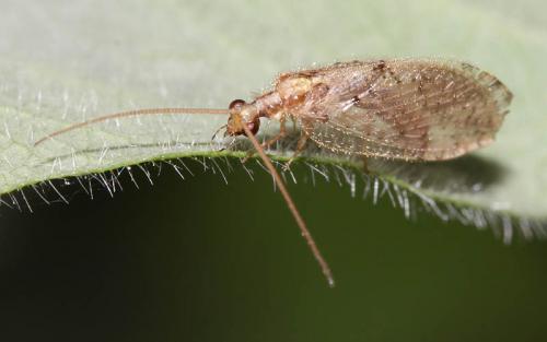 Hemerobius humulinus