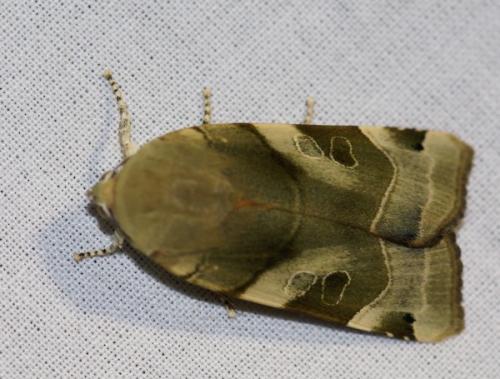 Réf. 47 957 : Noctua fimbriata