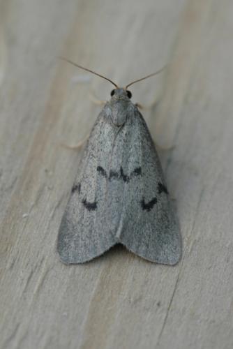 Apaidia mesogona