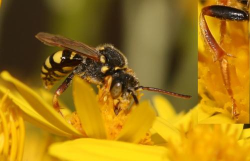 Nomada sp.